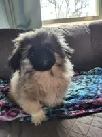 Chobie, a male Pekingese for sale in Joice, IA – 1 of 3