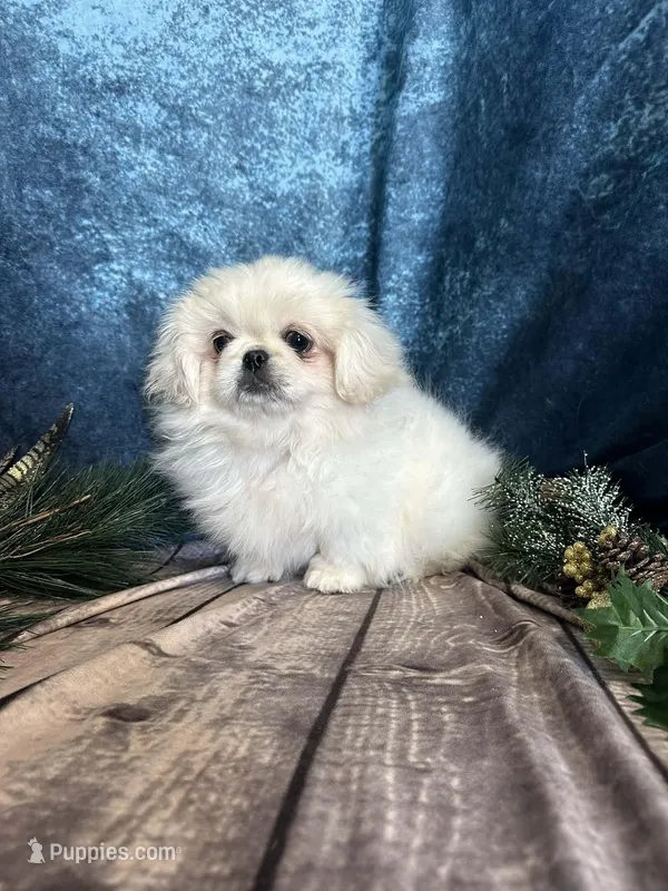 Lacey, a female Pekingese for sale in Joice, IA – Photo 1 of 1