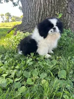 Loki, a male Pekingese for sale in Joice, IA – 2 of 4