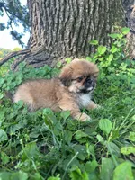 Jax, a male Pekingese for sale in Joice, IA – 2 of 3