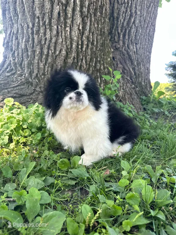 Loki – Pekingese puppy for sale in Joice, IA