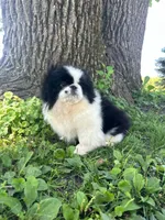 Loki, a male Pekingese for sale in Joice, IA – 1 of 4