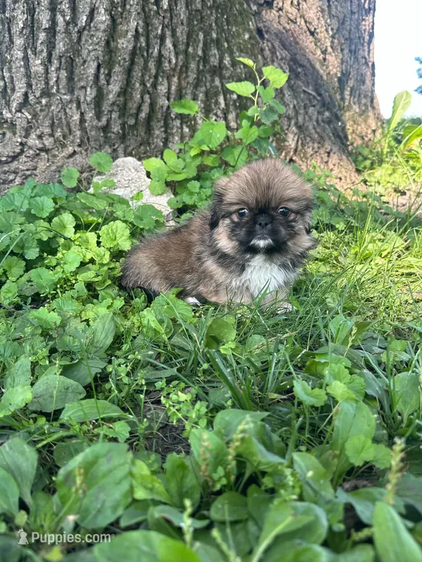 Bentley  – Pekingese puppy for sale in Joice, IA