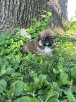 Bentley , a male Pekingese for sale in Joice, IA – 1 of 3