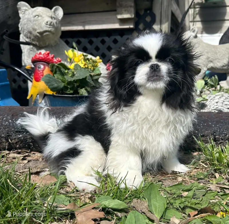 Jax – Pekingese puppy for sale in Joice, IA