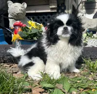 Jax, a male Pekingese for sale in Joice, IA – 1 of 3