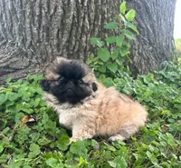 Hailey, a female Pekingese for sale in Joice, IA – 2 of 2