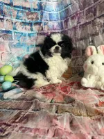 Jax, a male Pekingese for sale in Joice, IA – Photo 1 of 2