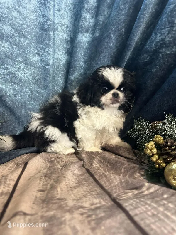 Jax, a male Pekingese for sale in Joice, IA – Photo 1 of 1