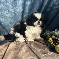 Jax, a male Pekingese for sale in Joice, IA – Photo 2 of 2