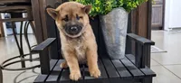 Ezra , a male Shiba Inu for sale in Grabill, IN – 3 of 3