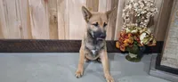 Ezra , a male Shiba Inu for sale in Grabill, IN – 3 of 4