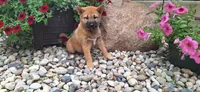 Georgia , a female Shiba Inu for sale in Grabill, IN – 4 of 4