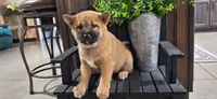 Georgia , a female Shiba Inu for sale in Grabill, IN – 4 of 4