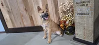 Georgia , a female Shiba Inu for sale in Grabill, IN – 4 of 4
