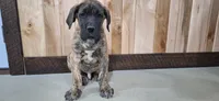 Baylor ( pending), a male Great Dane for sale in Grabill, IN – Photo 1 of 4