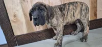 Baylor ( pending), a male Great Dane for sale in Grabill, IN – Photo 2 of 4