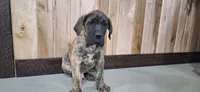 Baylor ( pending), a male Great Dane for sale in Grabill, IN – Photo 3 of 4