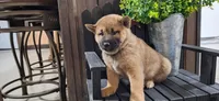 Ezra , a male Shiba Inu for sale in Grabill, IN – 2 of 3