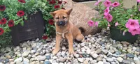 Georgia , a female Shiba Inu for sale in Grabill, IN – 3 of 4