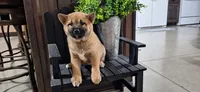 Georgia , a female Shiba Inu for sale in Grabill, IN – 3 of 4