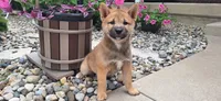 Doug, a female Shiba Inu for sale in Grabill, IN – 3 of 3