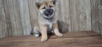 Doug, a male Shiba Inu for sale in Grabill, IN – 3 of 3