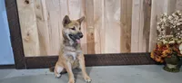 Doug, a female Shiba Inu for sale in Grabill, IN – 2 of 4