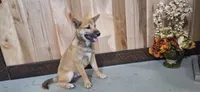 Doug, a female Shiba Inu for sale in Grabill, IN – 4 of 4