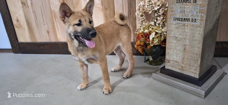 Georgia  – Shiba Inu puppy for sale in Grabill, IN