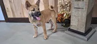 Georgia , a female Shiba Inu for sale in Grabill, IN – 1 of 4
