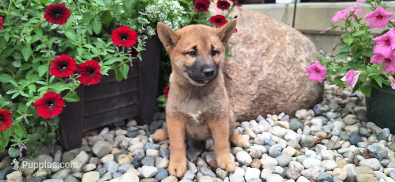 Ezra  – Shiba Inu puppy for sale in Grabill, IN