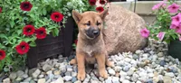 Ezra , a male Shiba Inu for sale in Grabill, IN – 1 of 5