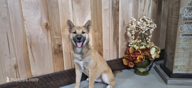 Doug – Shiba Inu puppy for sale in Grabill, IN