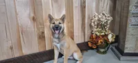 Doug, a female Shiba Inu for sale in Grabill, IN – 1 of 4