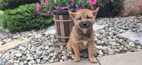 Doug, a female Shiba Inu for sale in Grabill, IN – 1 of 3