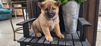 Ezra , a male Shiba Inu for sale in Grabill, IN – 1 of 3