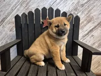 Danica, a female Shiba Inu for sale in Grabill, IN – Photo 3 of 3