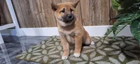Danica, a female Shiba Inu for sale in Grabill, IN – Photo 2 of 3