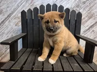 Danica, a female Shiba Inu for sale in Grabill, IN – Photo 2 of 3