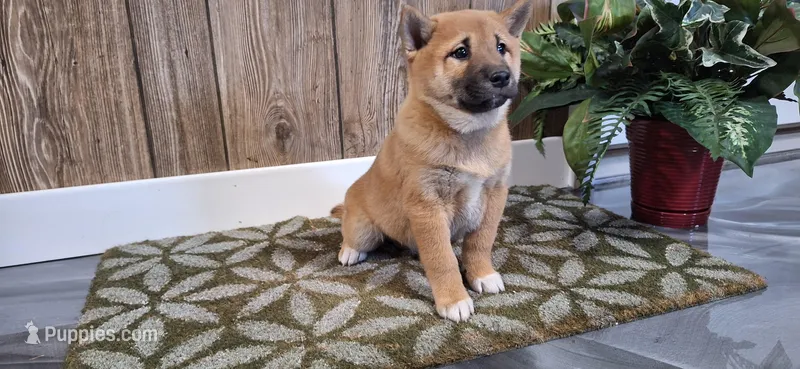 Danica – Shiba Inu puppy for sale in Grabill, IN