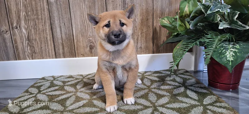 Danica – Shiba Inu puppy for sale in Grabill, IN