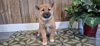 Danica, a female Shiba Inu for sale in Grabill, IN – Photo 3 of 3