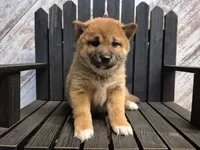 Danica, a female Shiba Inu for sale in Grabill, IN – Photo 1 of 3