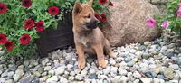 Ezra , a male Shiba Inu for sale in Grabill, IN – 3 of 5