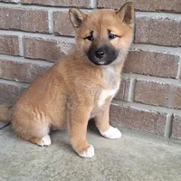 Harmony (reserved), a female Shiba Inu for sale in Grabill, IN – Photo 2 of 4