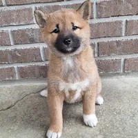 Harmony (reserved), a female Shiba Inu for sale in Grabill, IN – Photo 1 of 4