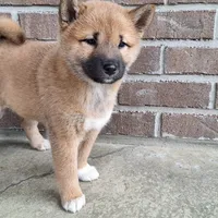 Harmony (reserved), a female Shiba Inu for sale in Grabill, IN – Photo 4 of 4