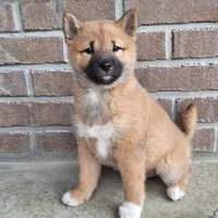 Harmony (reserved), a female Shiba Inu for sale in Grabill, IN – Photo 3 of 4