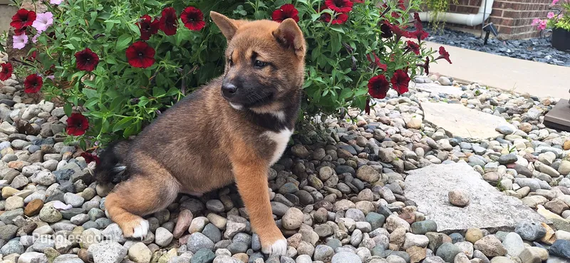 Harley  – Shiba Inu puppy for sale in Grabill, IN
